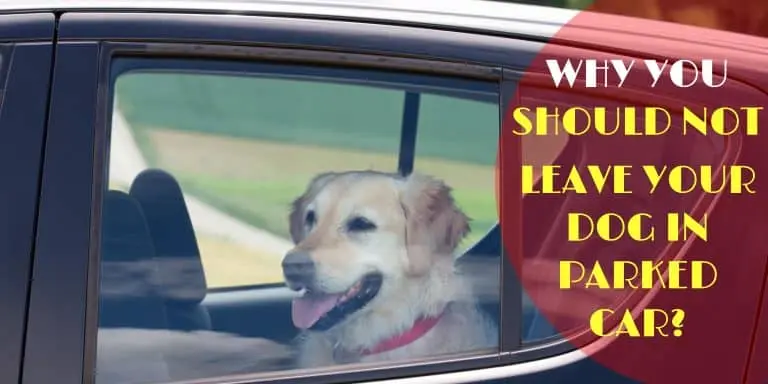 leave-dog-in-parked-car