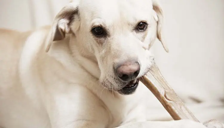 good-treat-for-dog-teeth-health