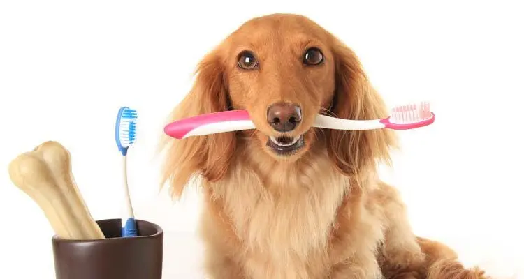 toothbrush-for-your-dog