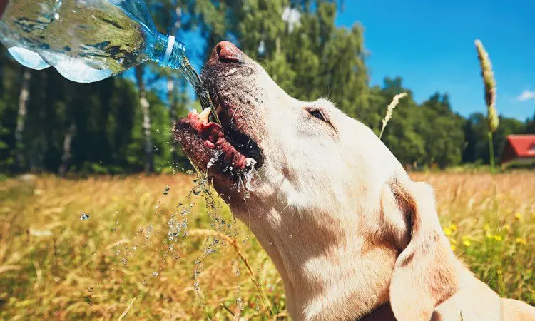 water-additive-for-your-dog-dental-health