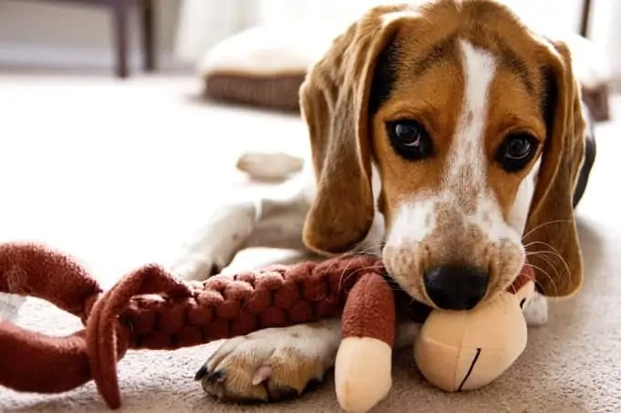 a favorite toy