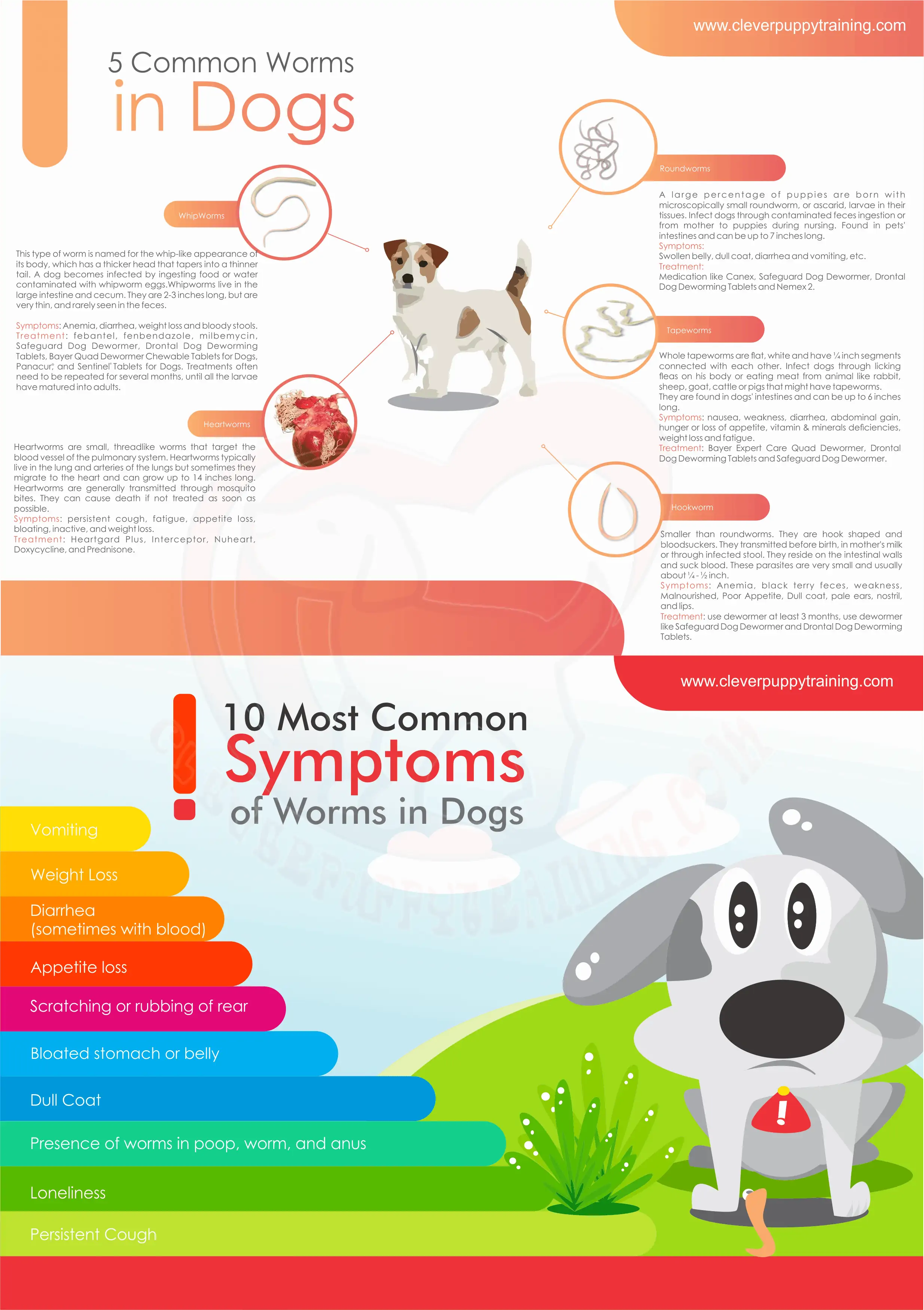 Worms in Dogs - Types of worms and Symptoms