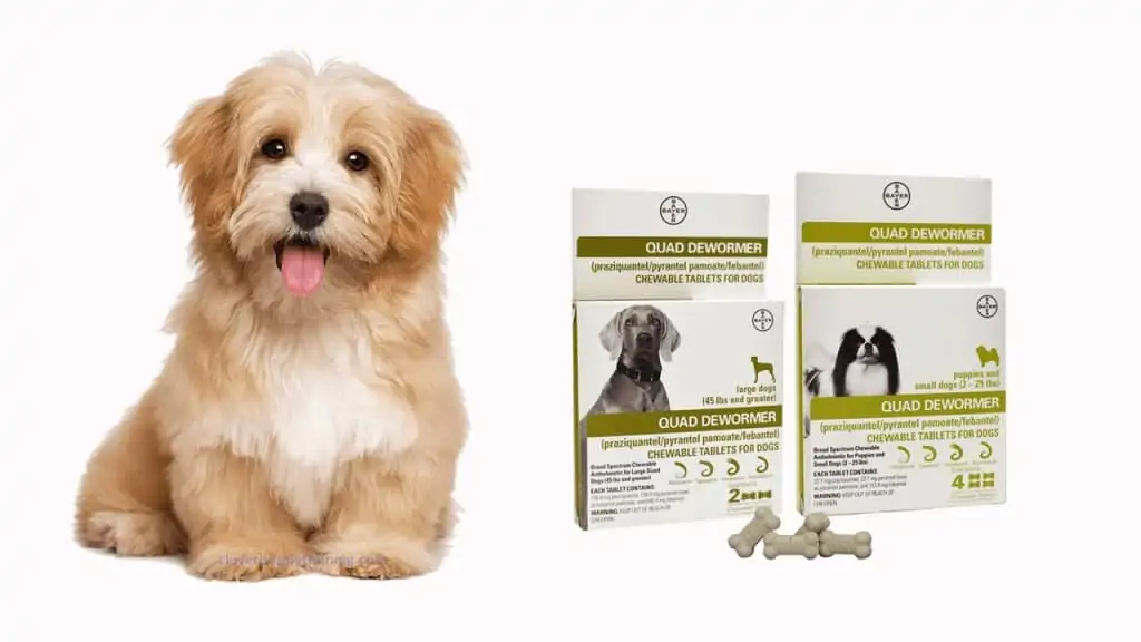Bayer Dog Dewormer
