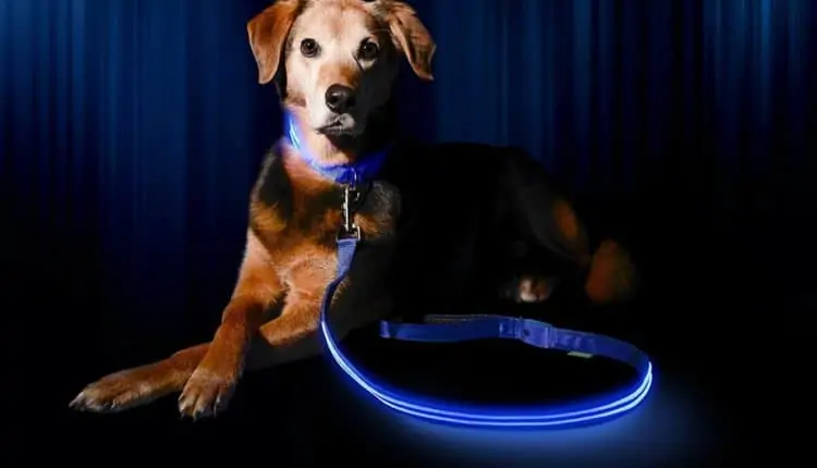 Illuminating collars