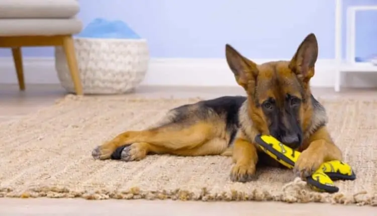 Dog Toy