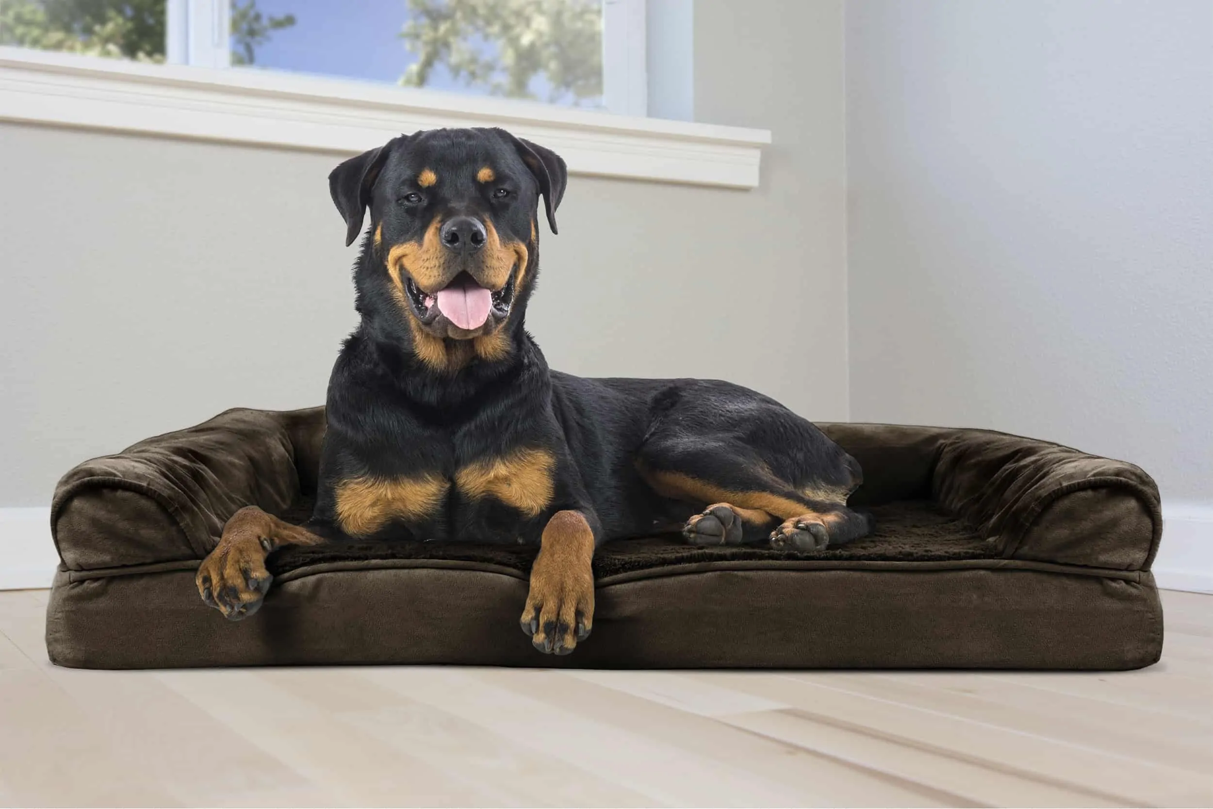 low-budget-orthopedic dog bed