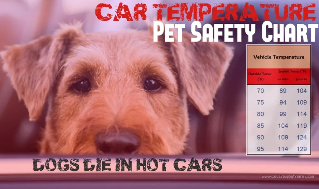 never-leave-dog-in-car