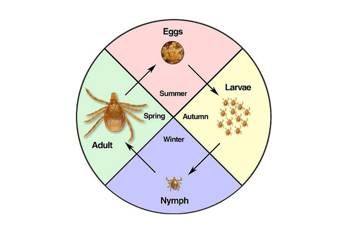 the-tick-lifecycle