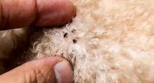 how fleas look like