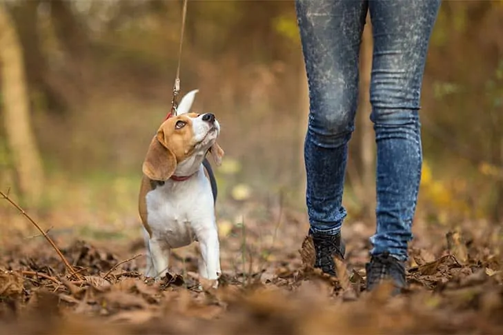 puppy-on-leash