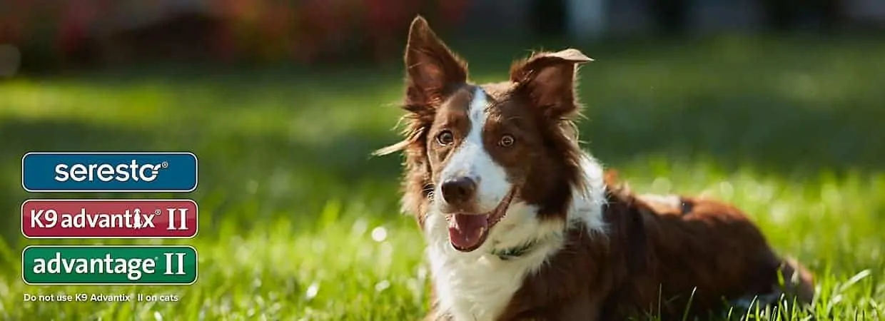 Seresto Flea and Tick Collar
