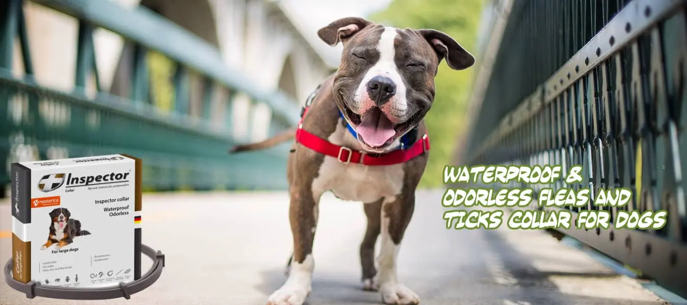 worm collar for dogs