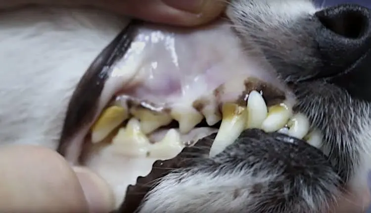 blue pale gum on dog