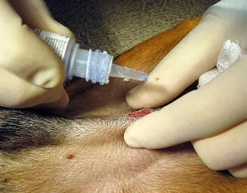 apply-dog-wound-adhesive