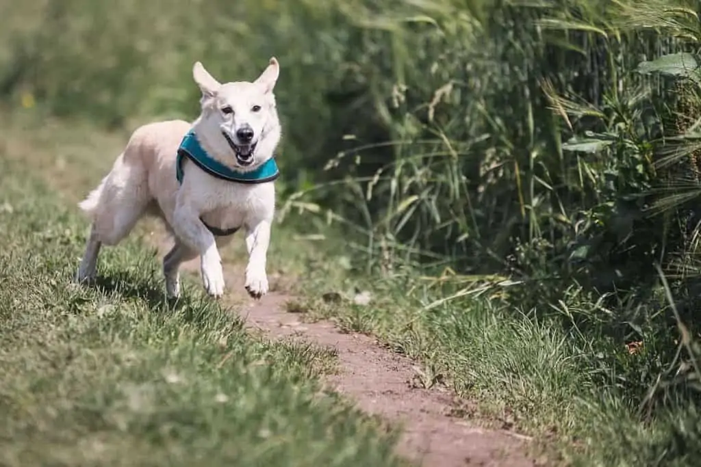 dog training methods