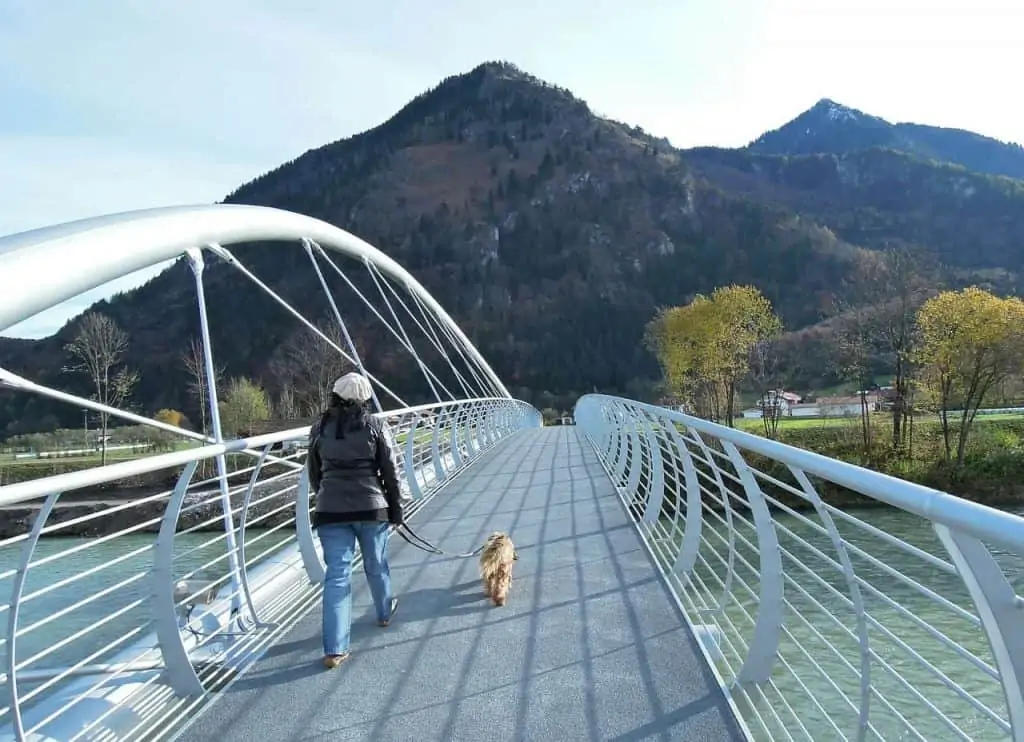 dog walking tips