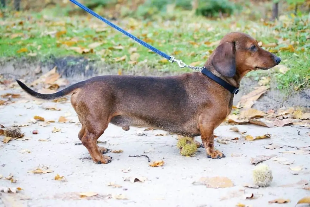 Collar Training For puppies