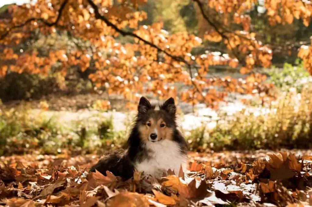 dog training tips