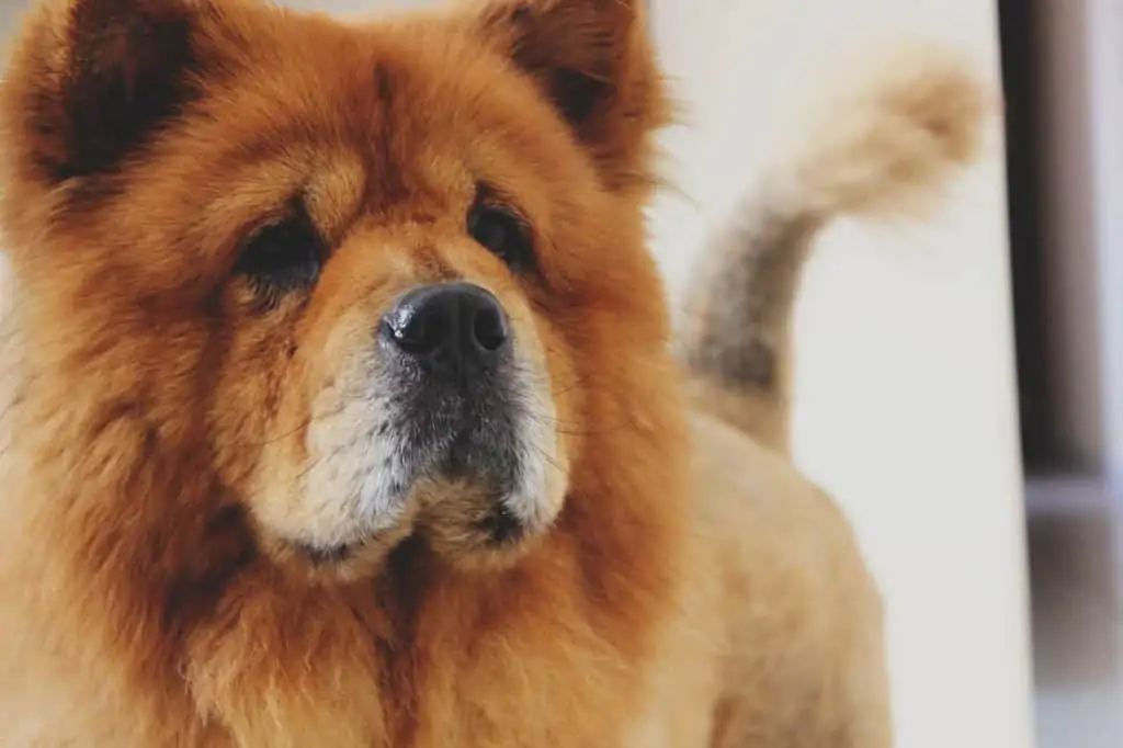 Secrets to Training Older Dogs
