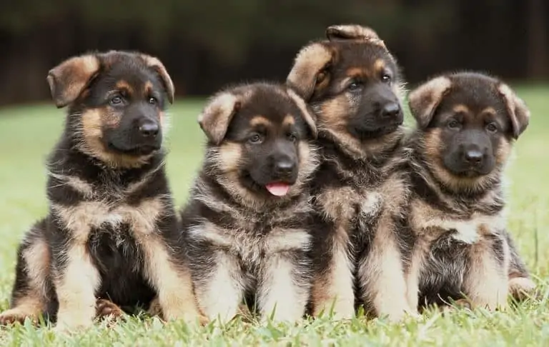 how to train a german shepherd puppy