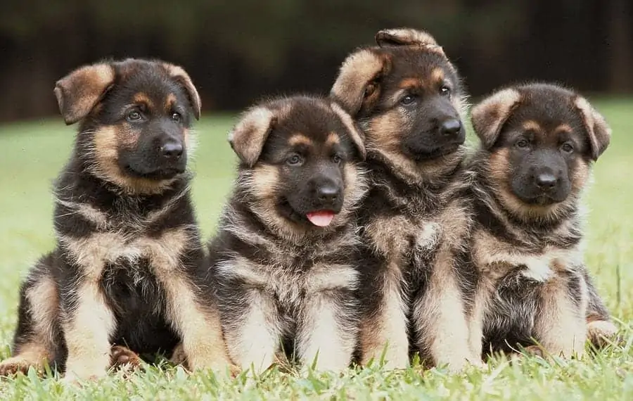 how to train a german shepherd puppy