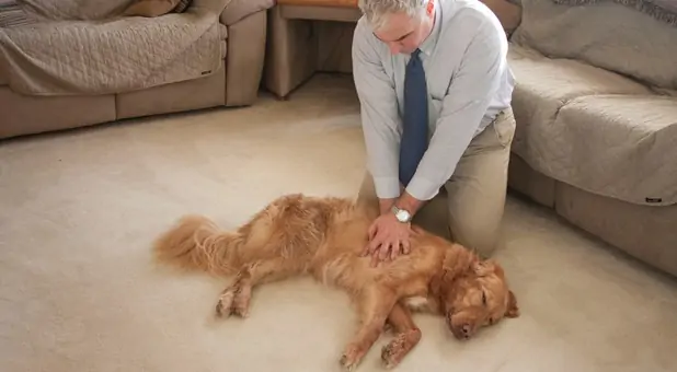 cpr for dog