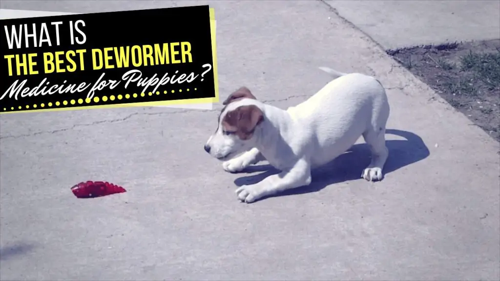 Dewormer Medicine for Puppies