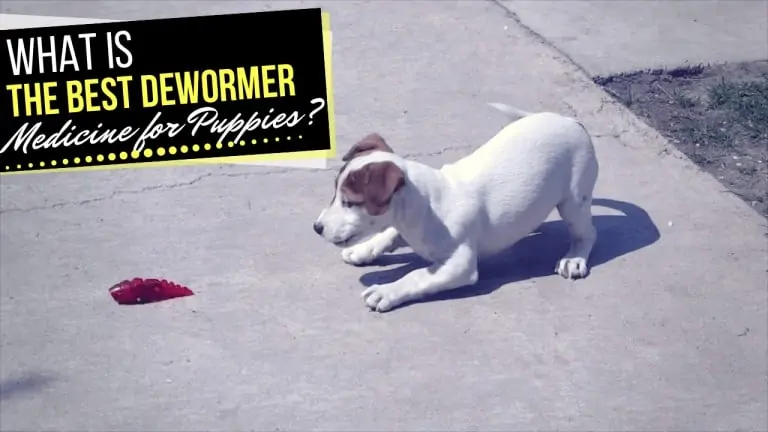 Dewormer Medicine for Puppies