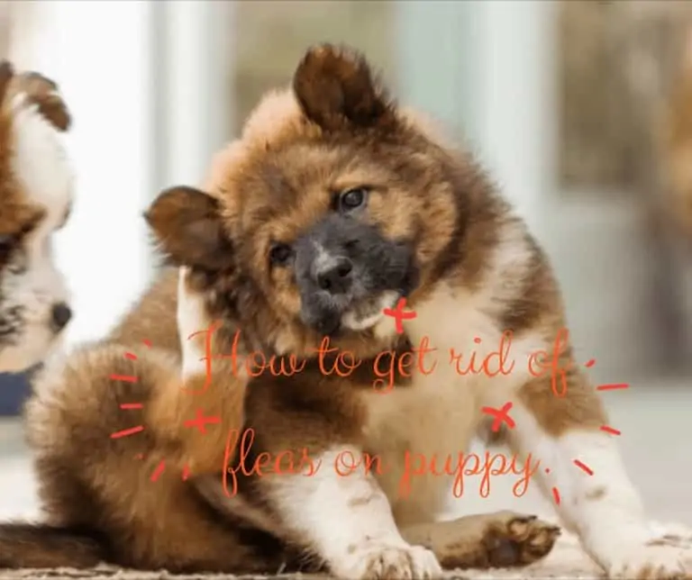 get-rid-of-fleas-on-puppy