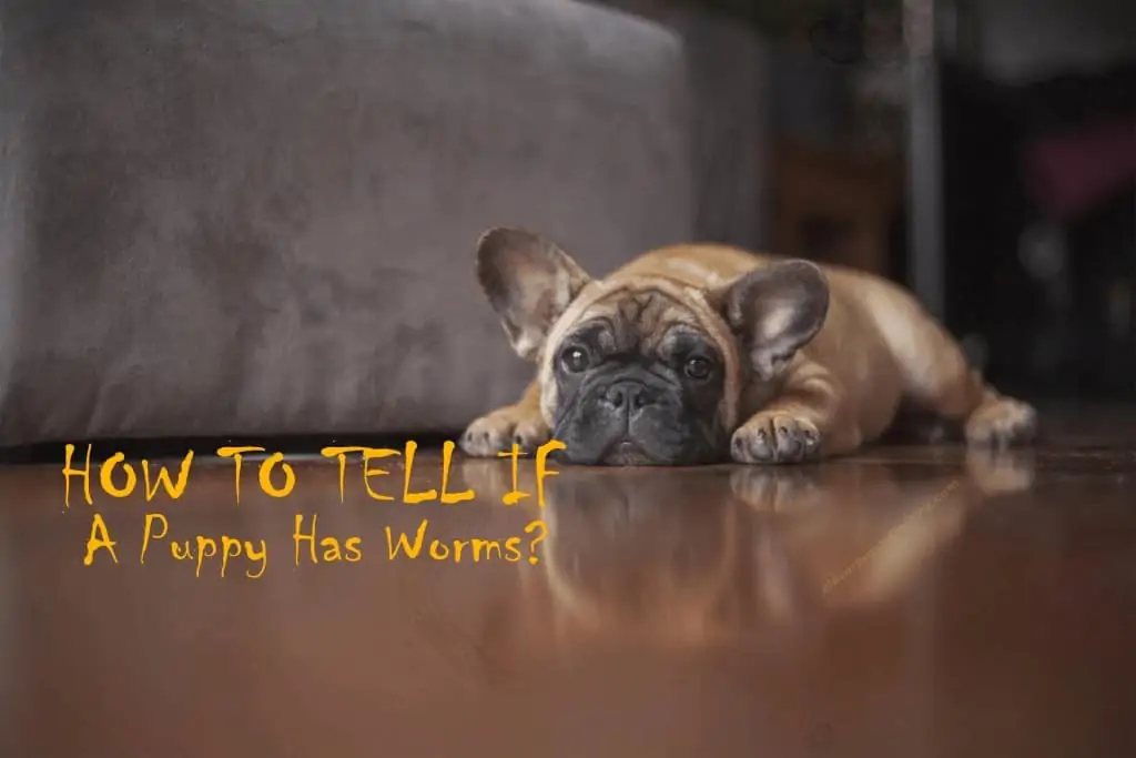 how-to-tell-if-a-puppy-has-worms
