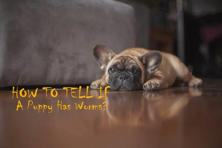 how-to-tell-if-a-puppy-has-worms
