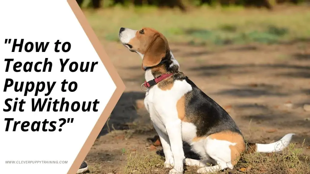 Teach Your Puppy to Sit