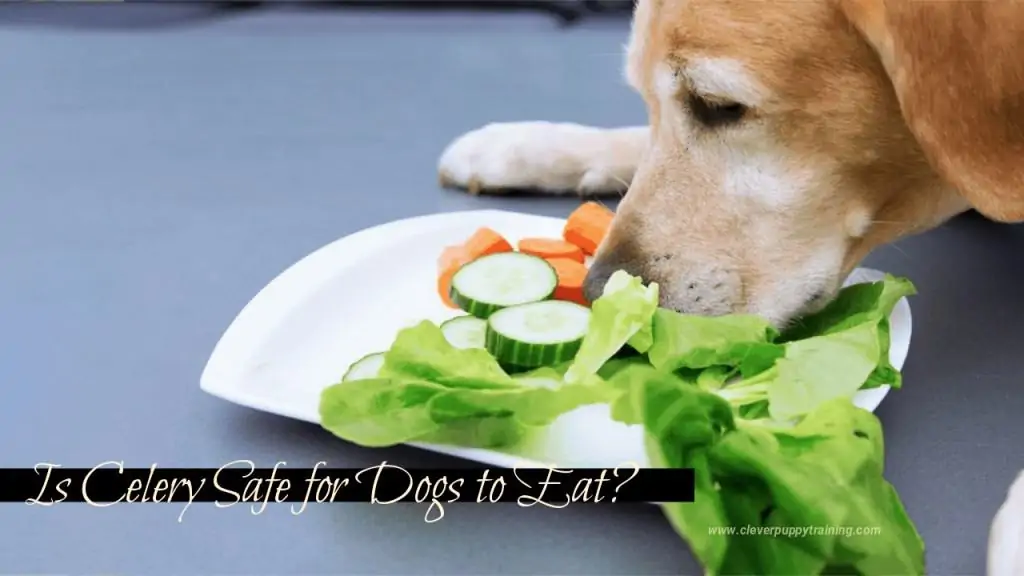 celery safe for dogs