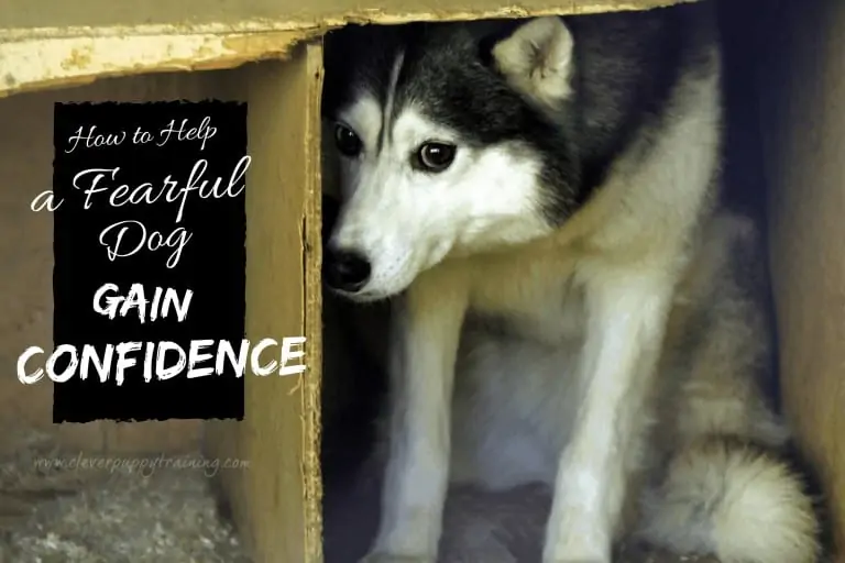 fearful dog