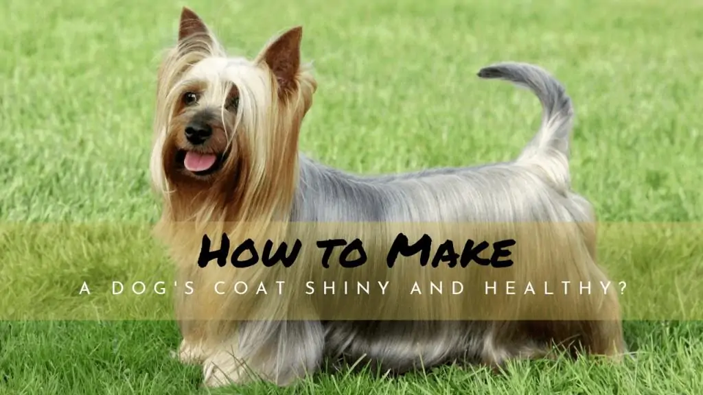 how to make a dog's coat shiny