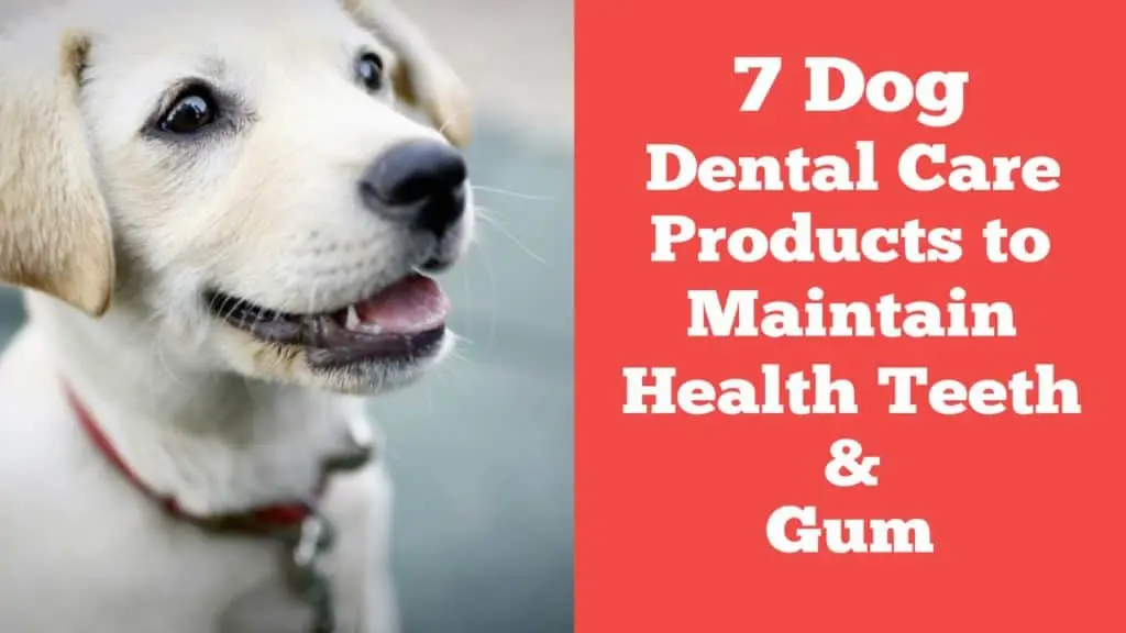 Dog Dental Care Products