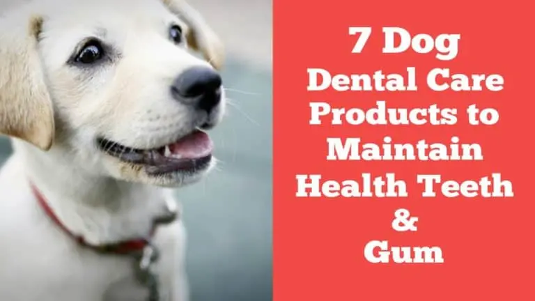 Dog Dental Care Products