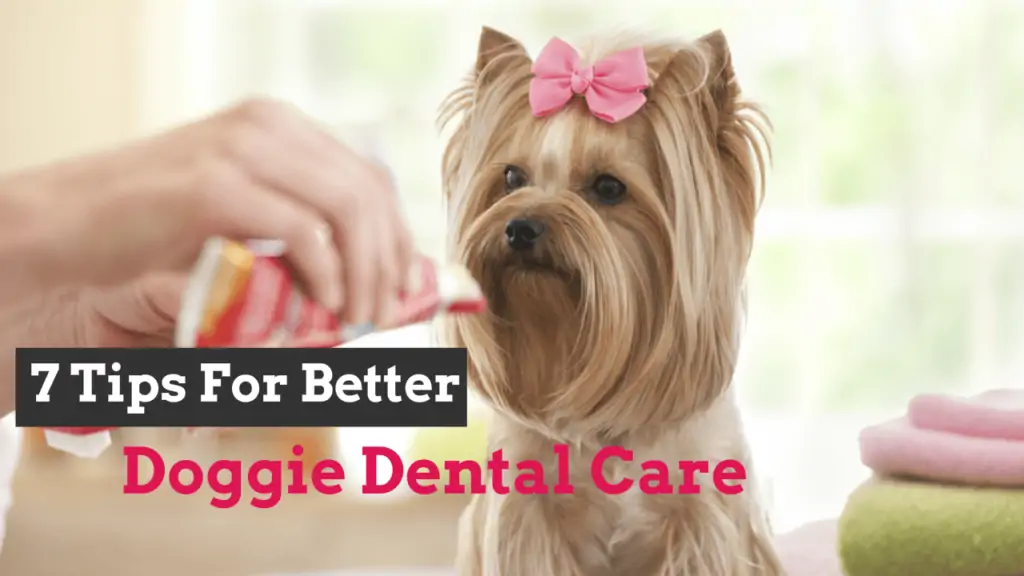 doggie-dental-care