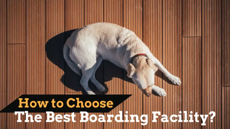 best-boarding-facility