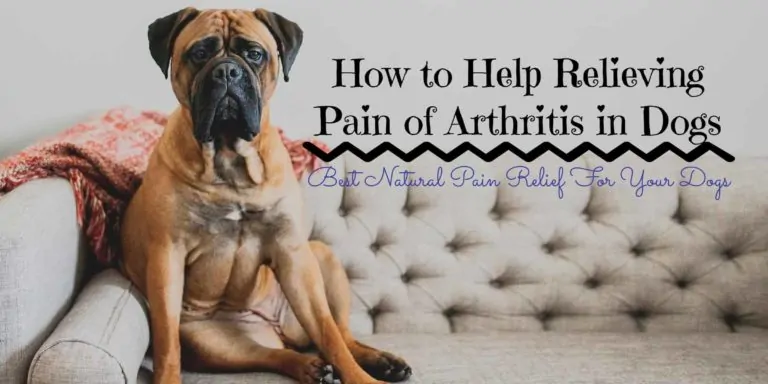 orthopedic dog bed