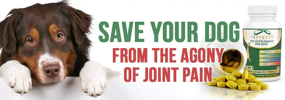 Pet Supplement with Turmeric