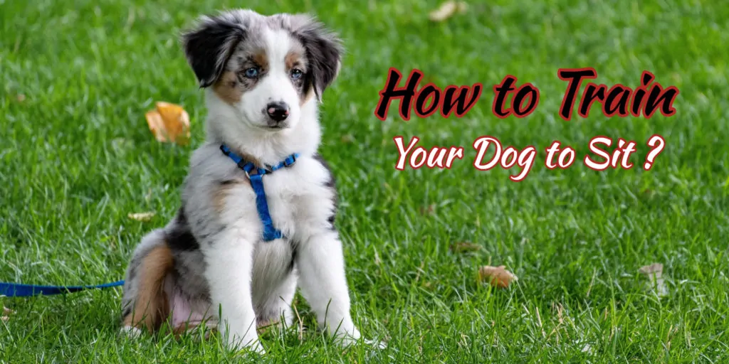 train-your-dog-to-sit