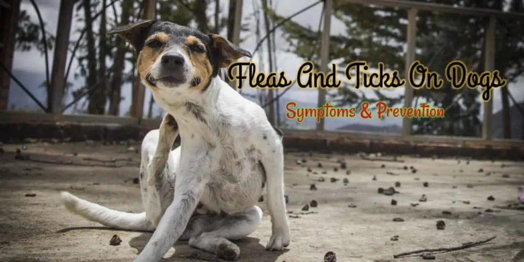 fleas-and-ticks-on-dogs