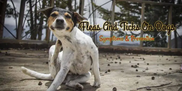 fleas-and-ticks-on-dogs
