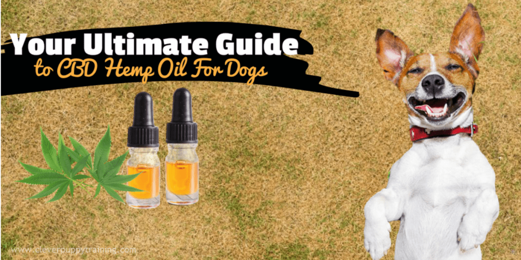 cbd-hemp-oil-for-dogs