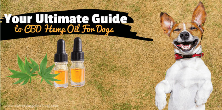 cbd-hemp-oil-for-dogs