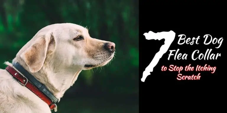 best dog flea collar