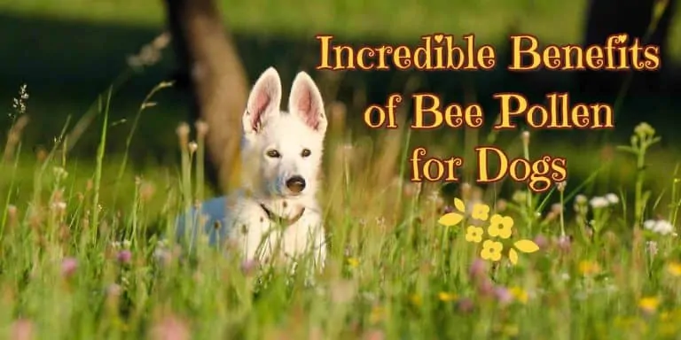 benefit-of-bee-pollen
