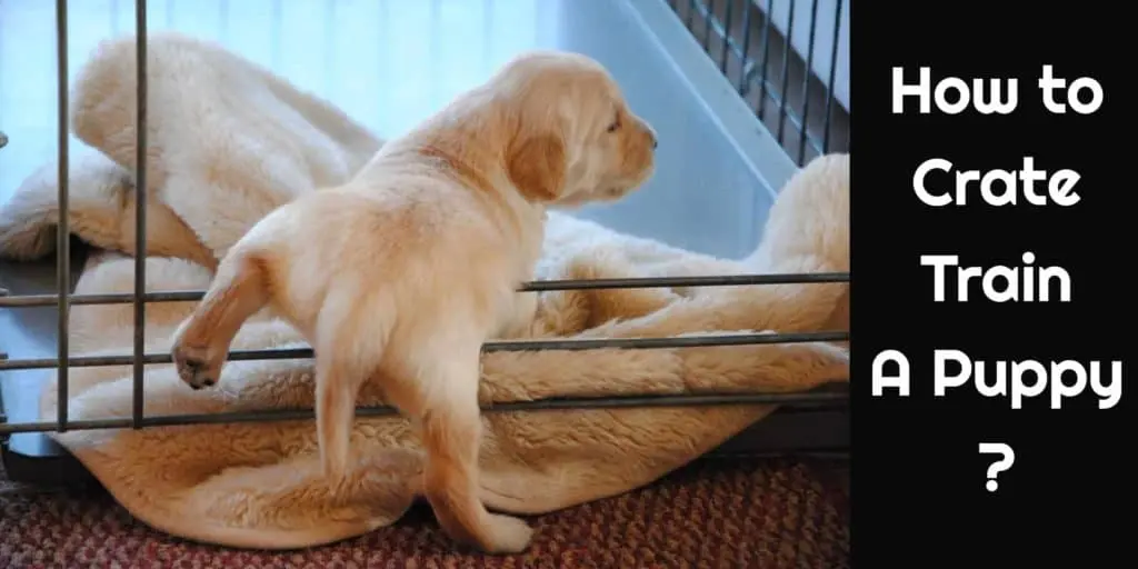 crate-training-for-puppy