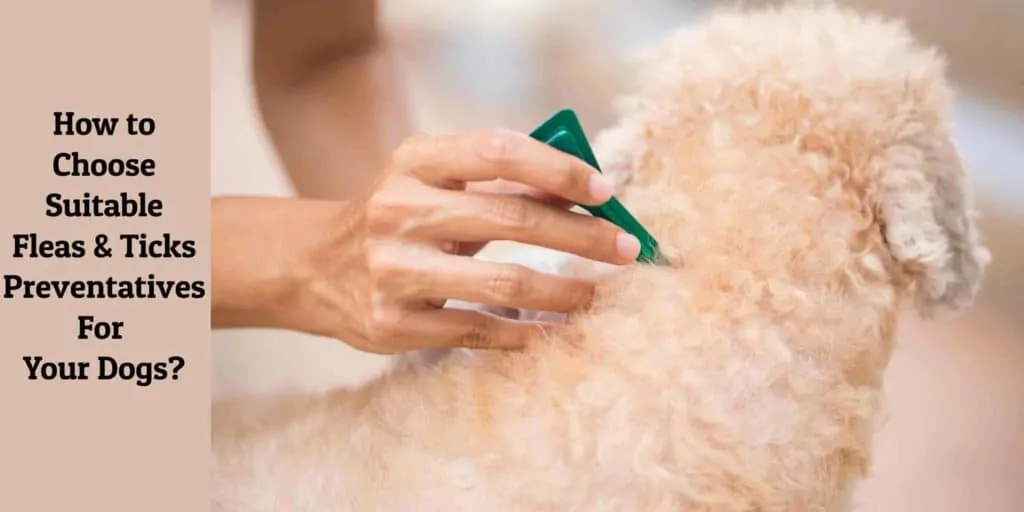 Flea and Tick Preventatives For Your Dogs